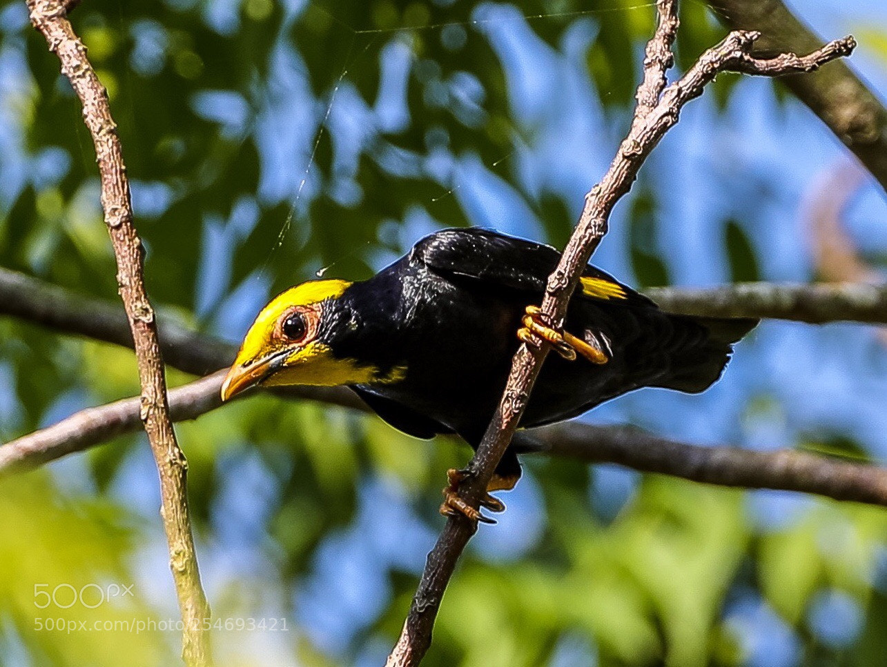 Canon EOS-1D X Mark II sample photo. Golden -crested myna ampelicept photography