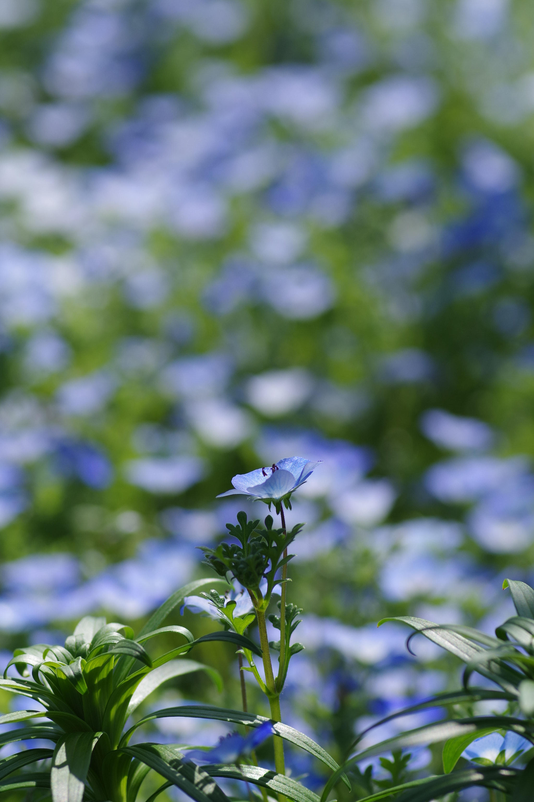 Pentax K-S2 + Pentax smc D-FA 100mm F2.8 Macro WR sample photo. Nemophila 2018 #1 photography