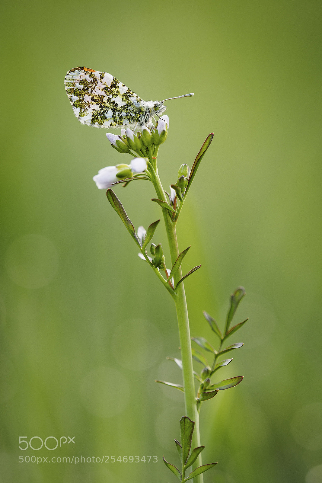 Olympus OM-D E-M1 sample photo. Orange tip photography