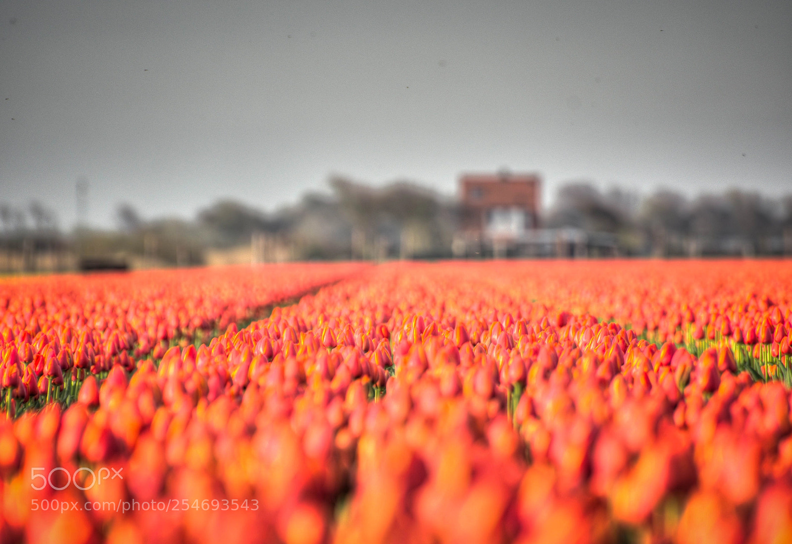 Nikon D7200 sample photo. Tulpen photography