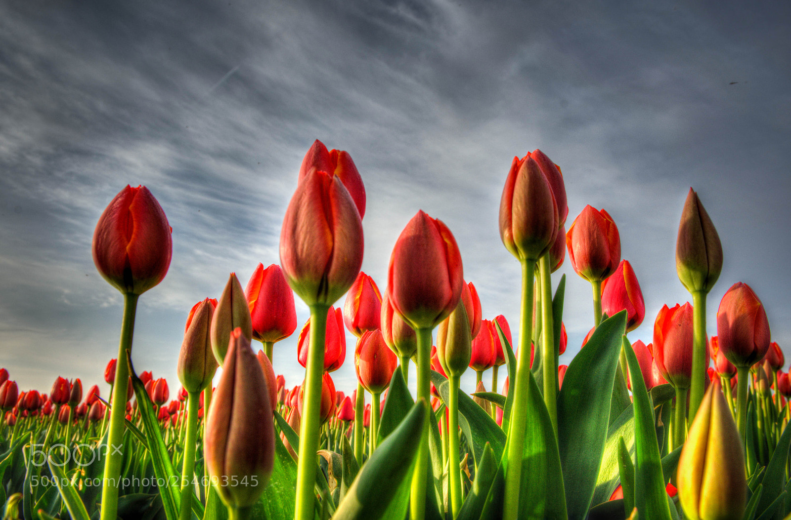 Nikon D7200 sample photo. Tulpen photography