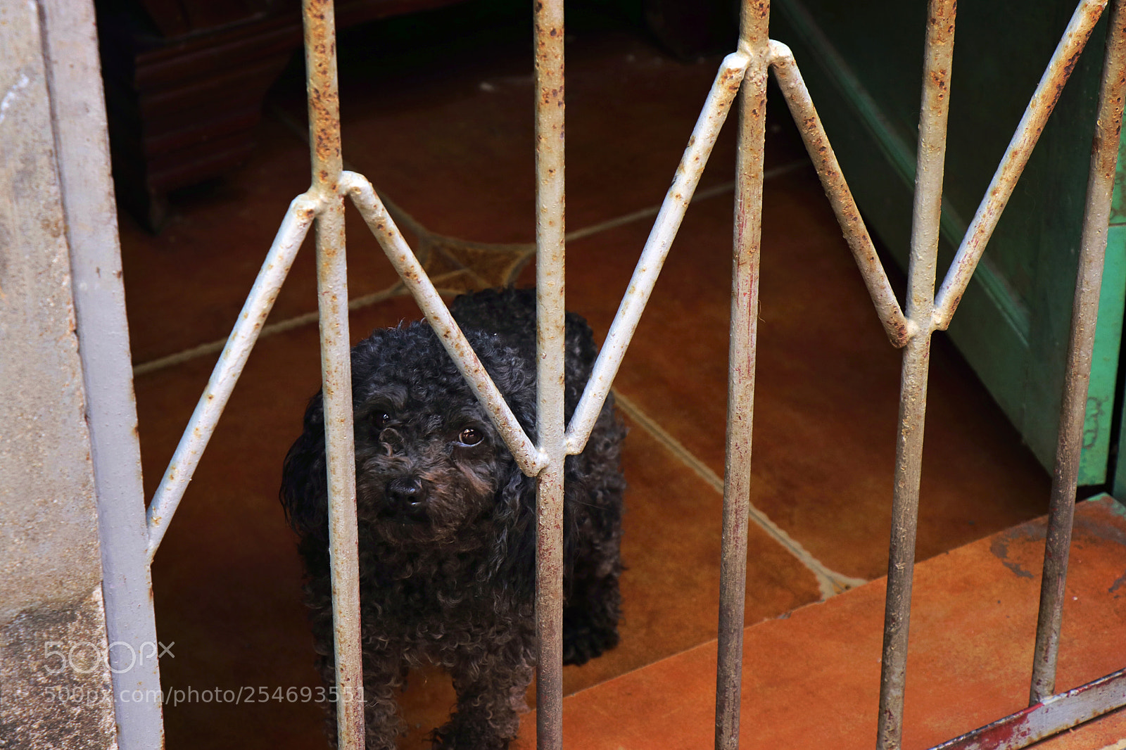 Canon EOS 80D sample photo. A dog photography