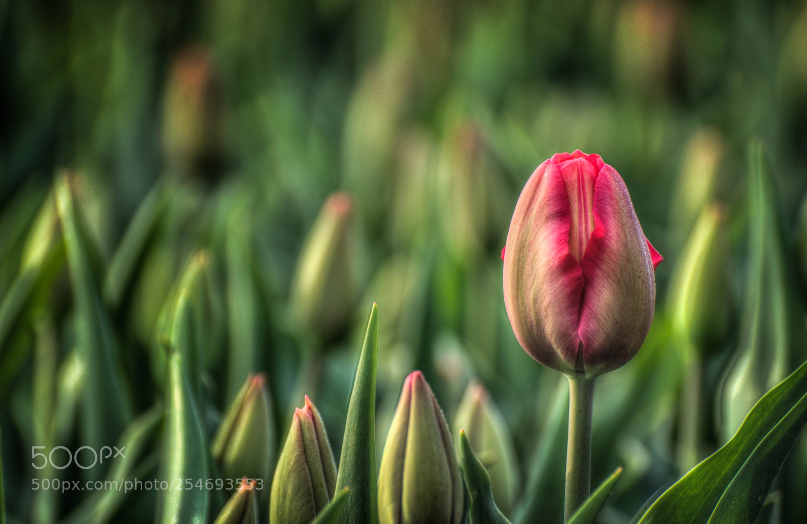 Nikon D7200 sample photo. Tulpen photography