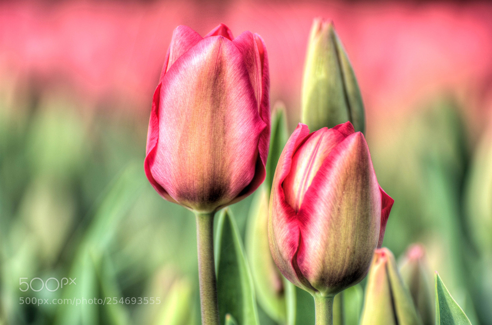Nikon D7200 sample photo. Tulpen photography