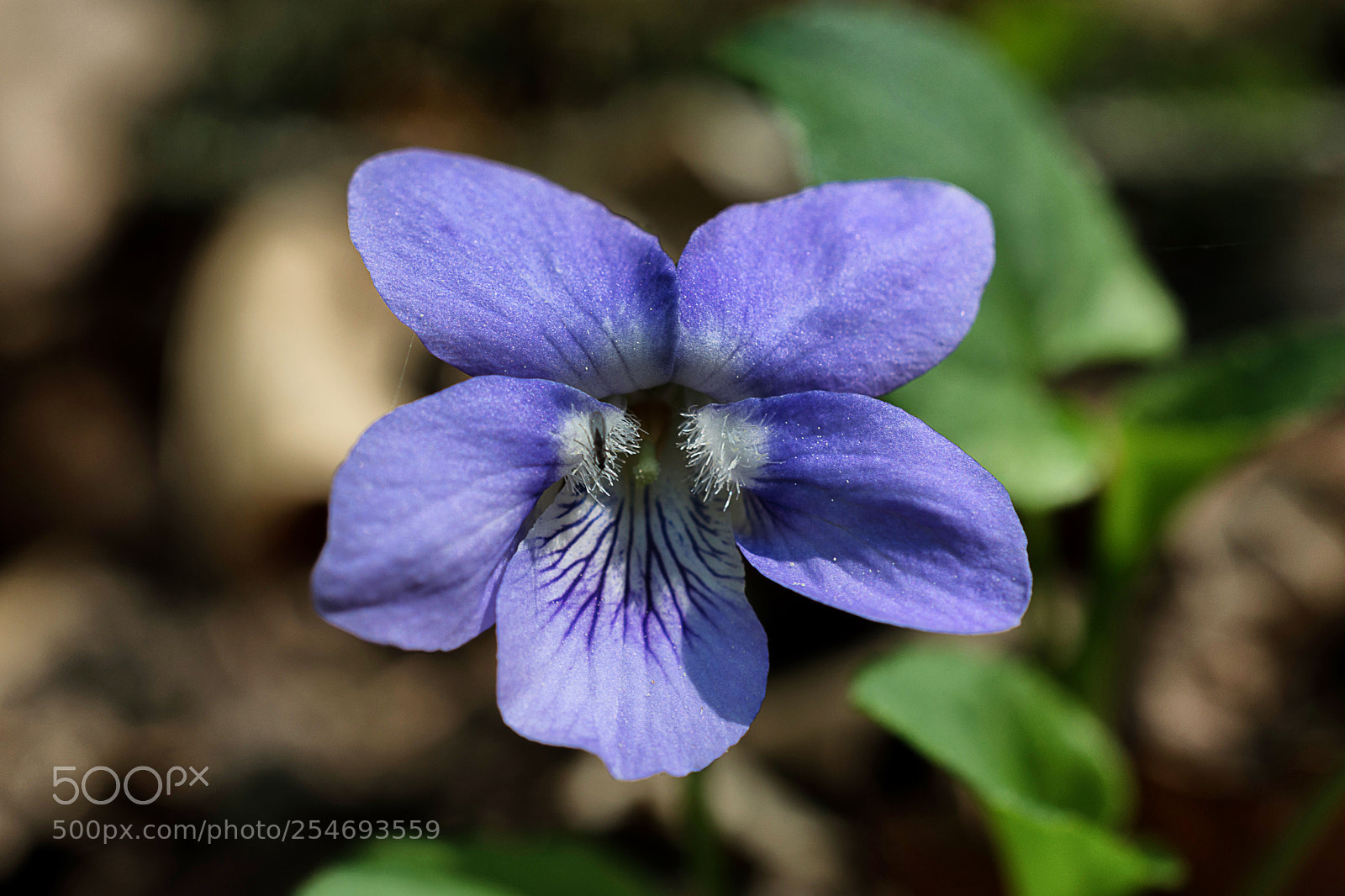 Nikon D7200 sample photo. Veilchen photography