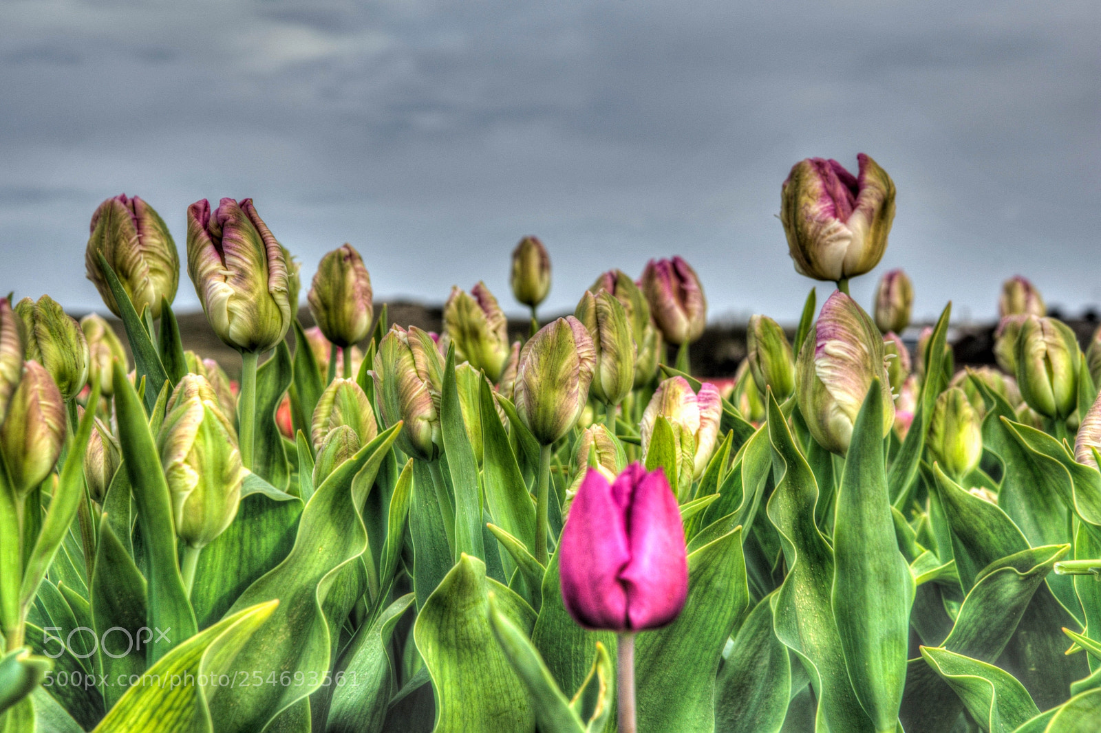 Nikon D7200 sample photo. Tulpen photography