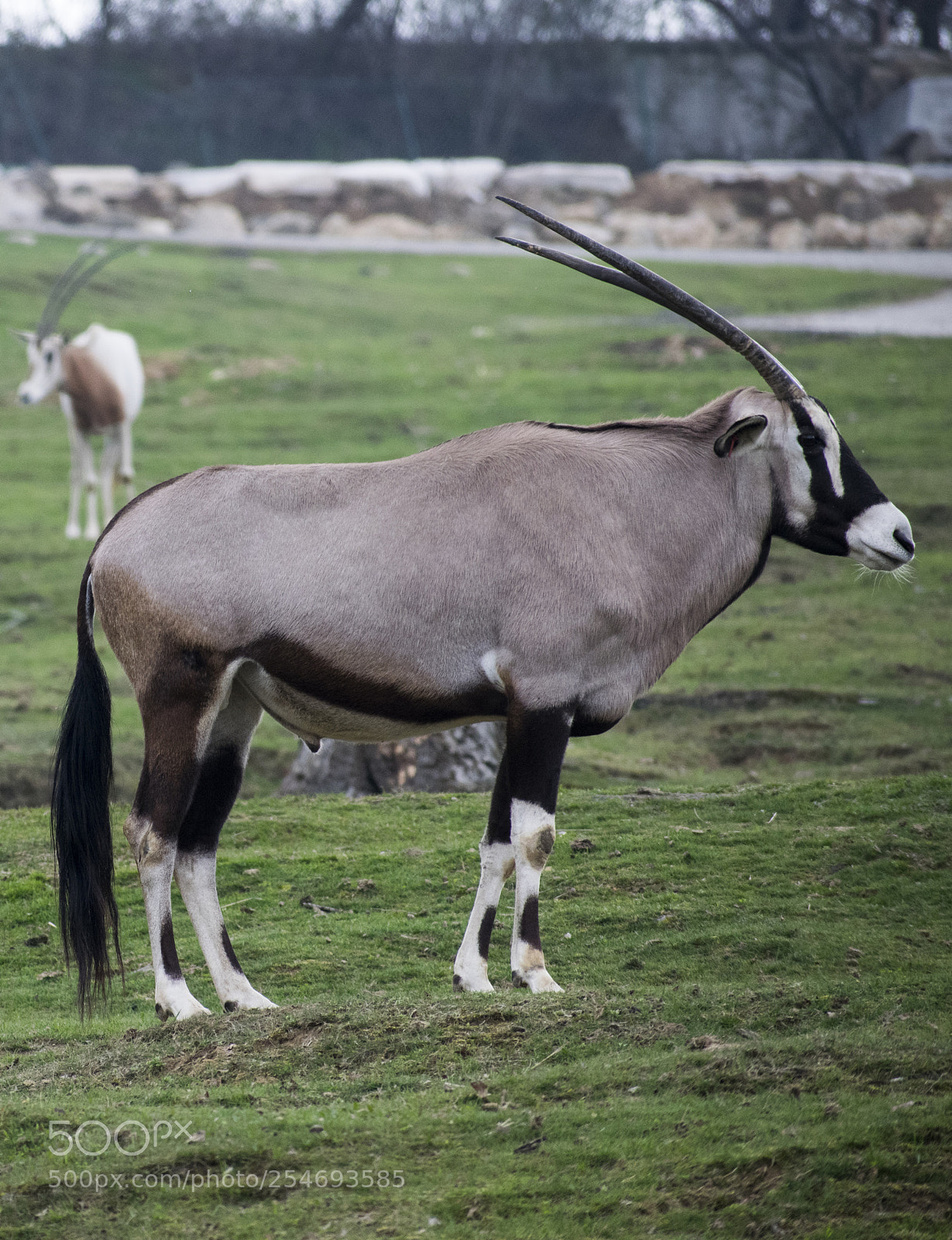 Nikon D3300 sample photo. Antilope photography