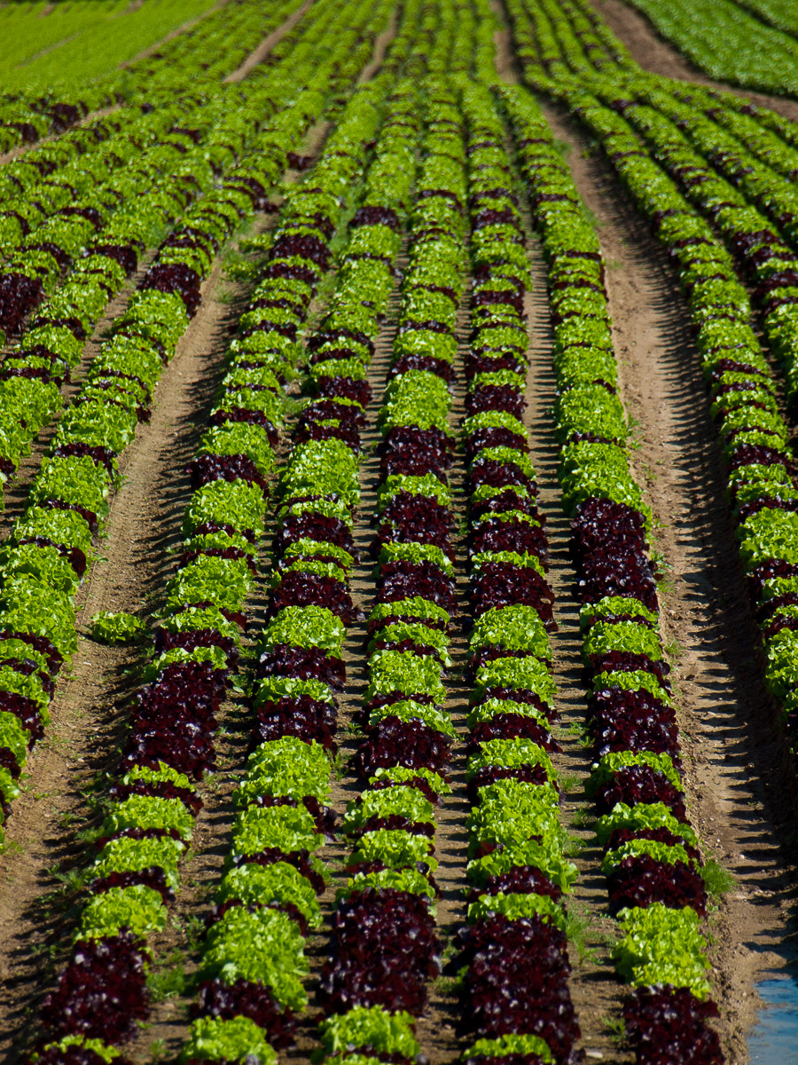Olympus E-30 sample photo. Rows photography