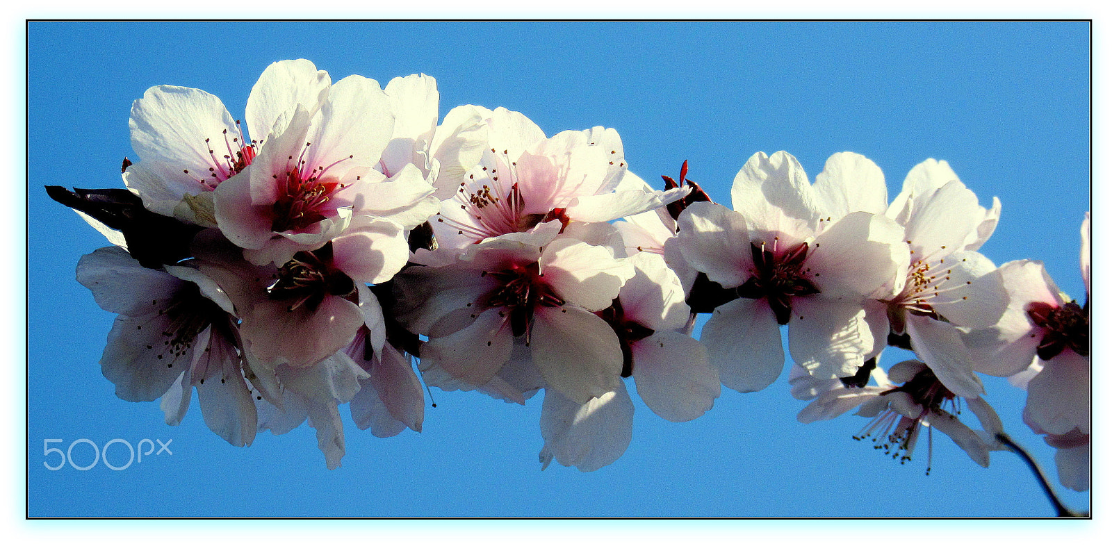 Canon PowerShot SX600 HS sample photo. Tavaszi mosoly...  spring smile ... photography