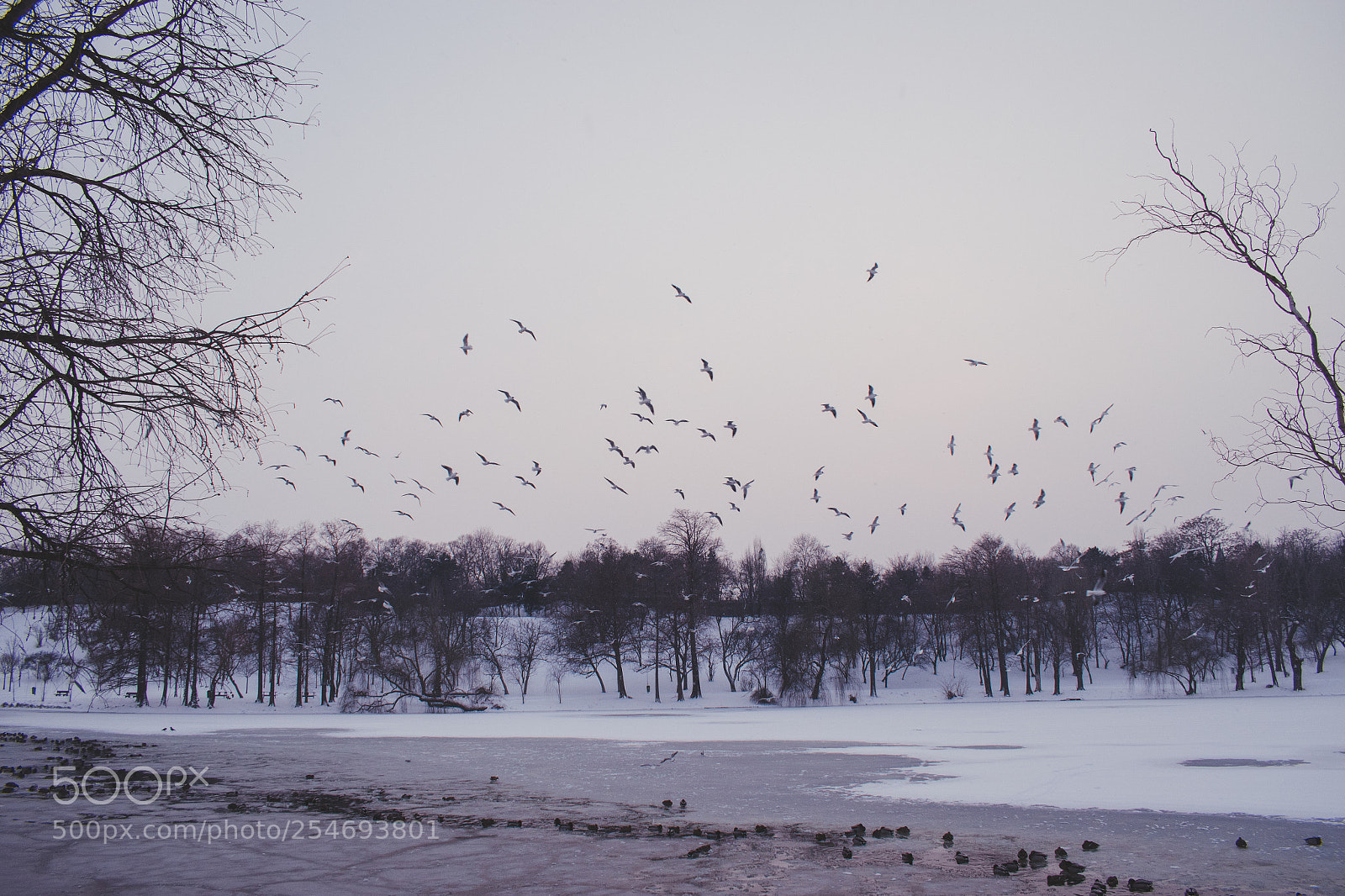Nikon D5600 sample photo. Wintertime photography