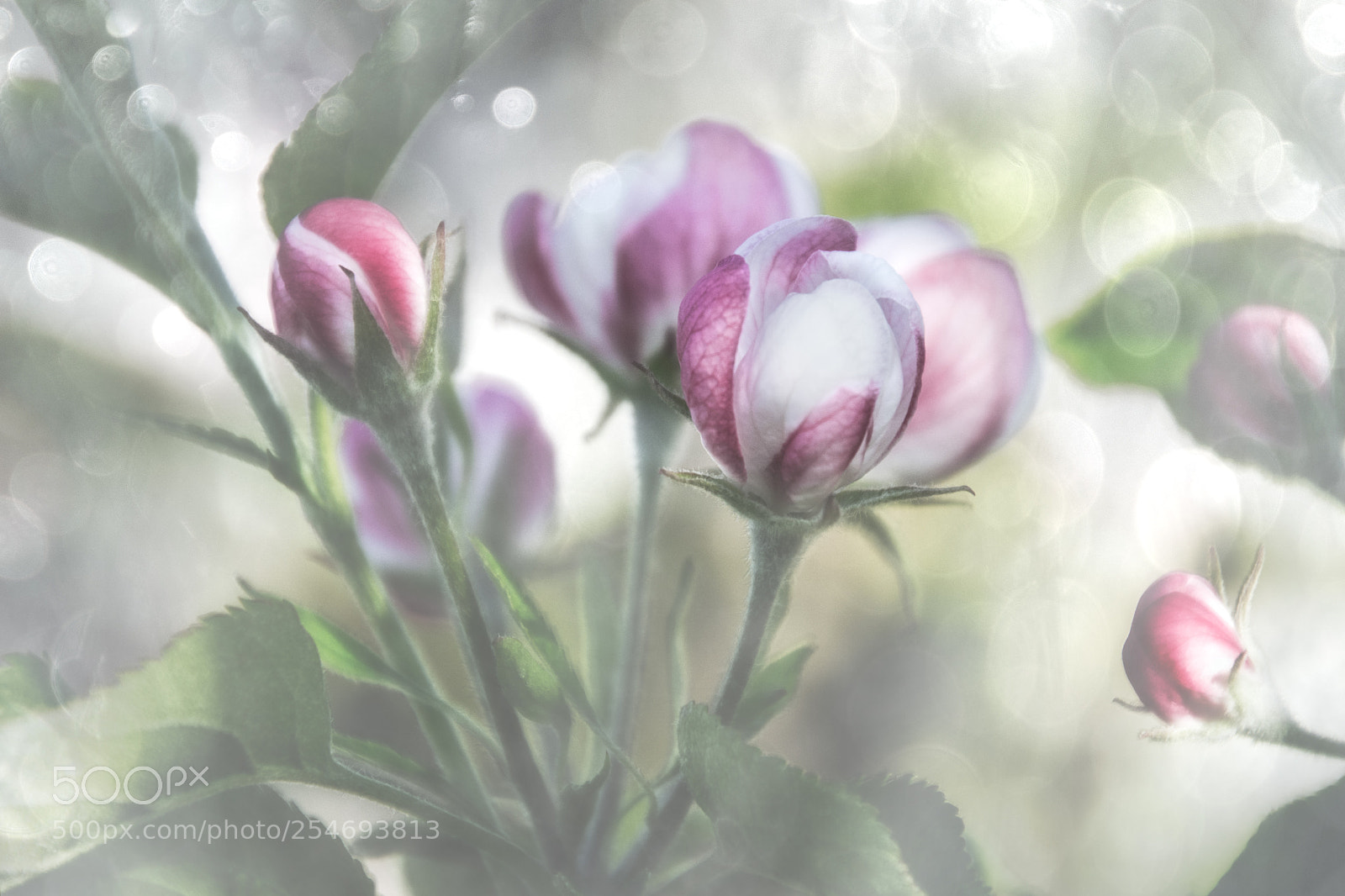 Nikon D5200 sample photo. Appleblossoms photography