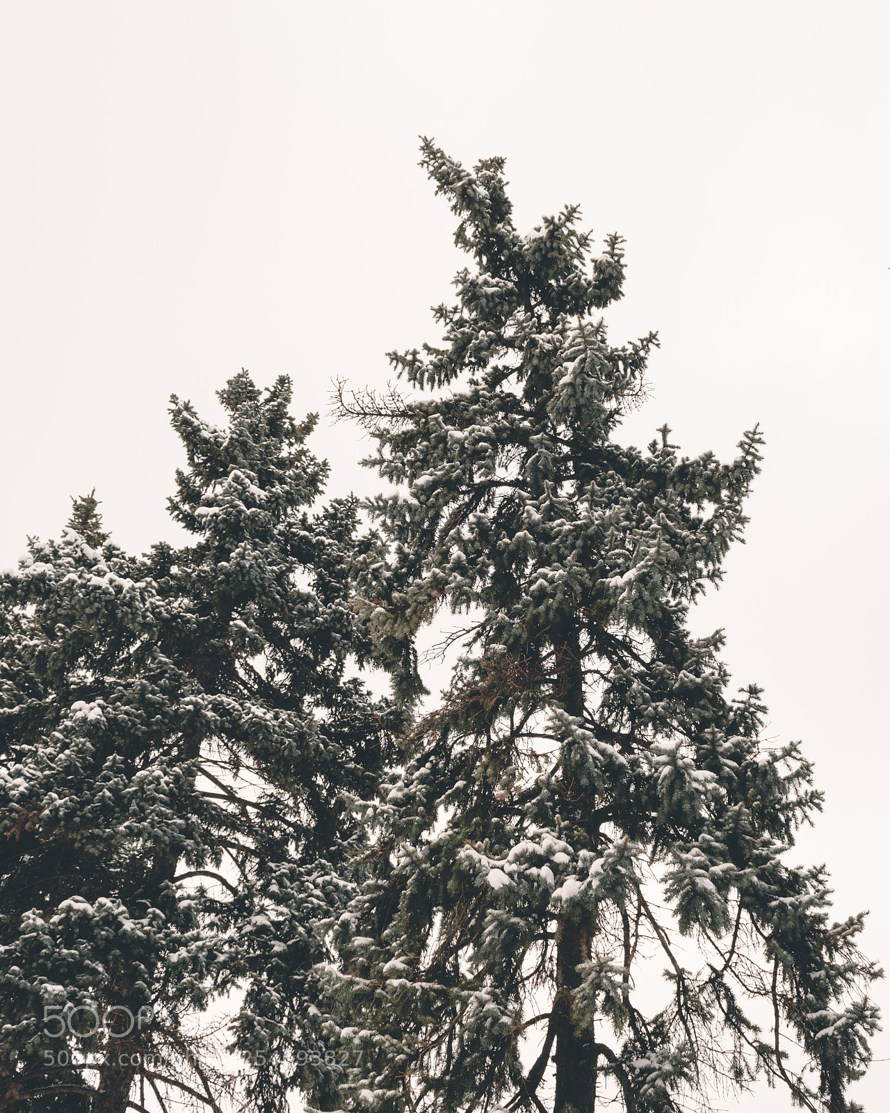 Nikon D5600 sample photo. Winter photography