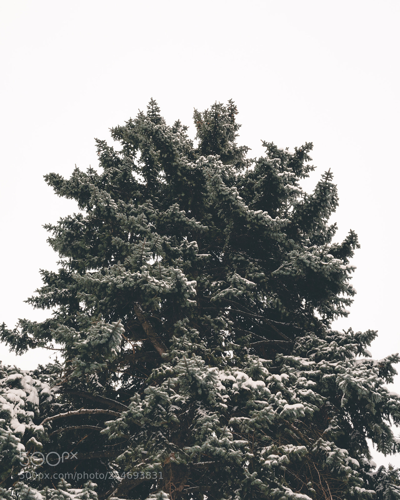 Nikon D5600 sample photo. Winter photography