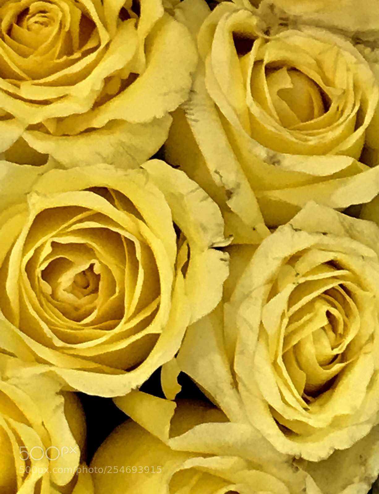 Apple iPhone 7 Plus sample photo. Yellow  photography
