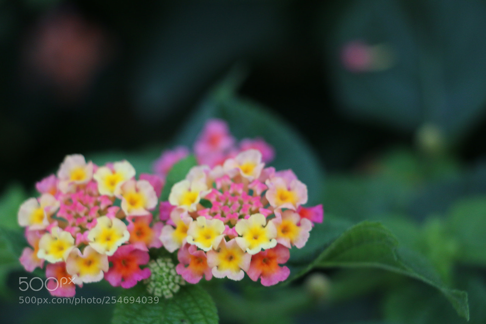 Canon EOS 70D sample photo. Flowers photography