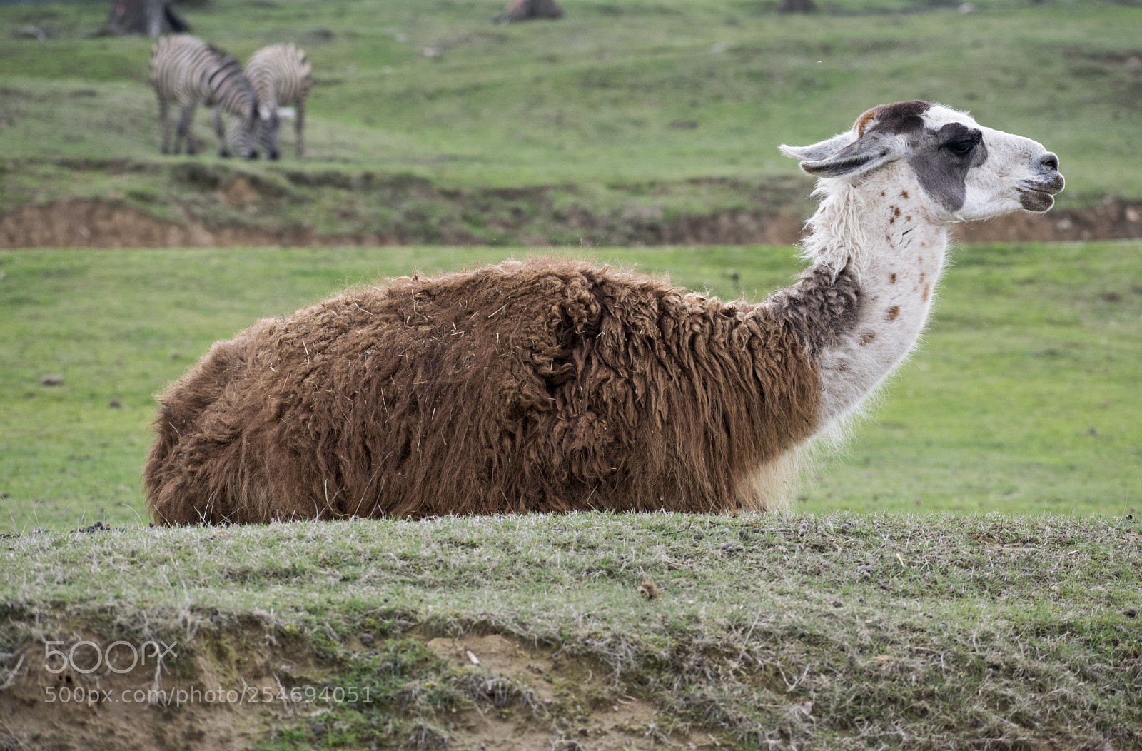 Nikon D3300 sample photo. Lama photography