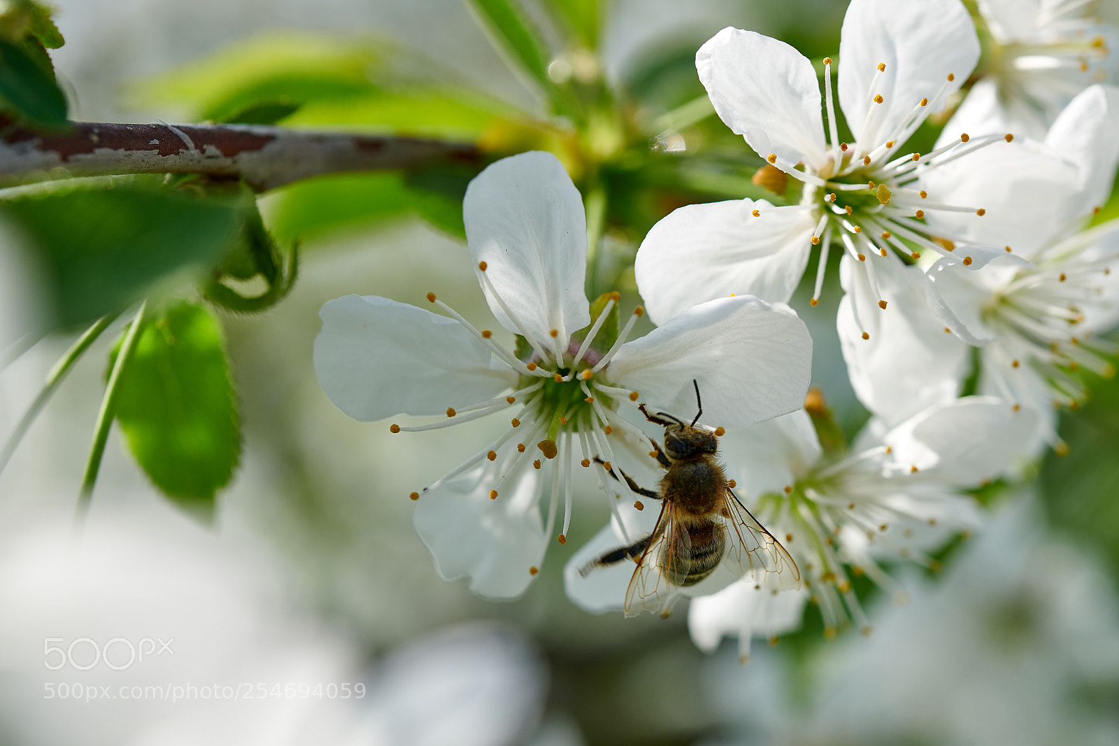 Nikon D850 sample photo. Cherries with bee photography