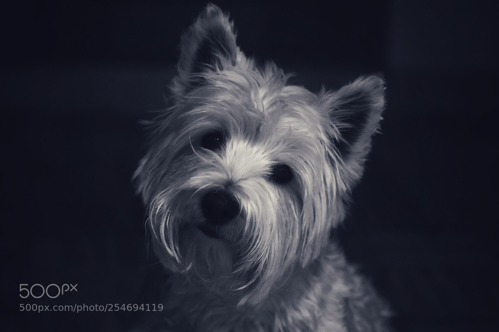 Nikon D5600 sample photo. Tula. photography