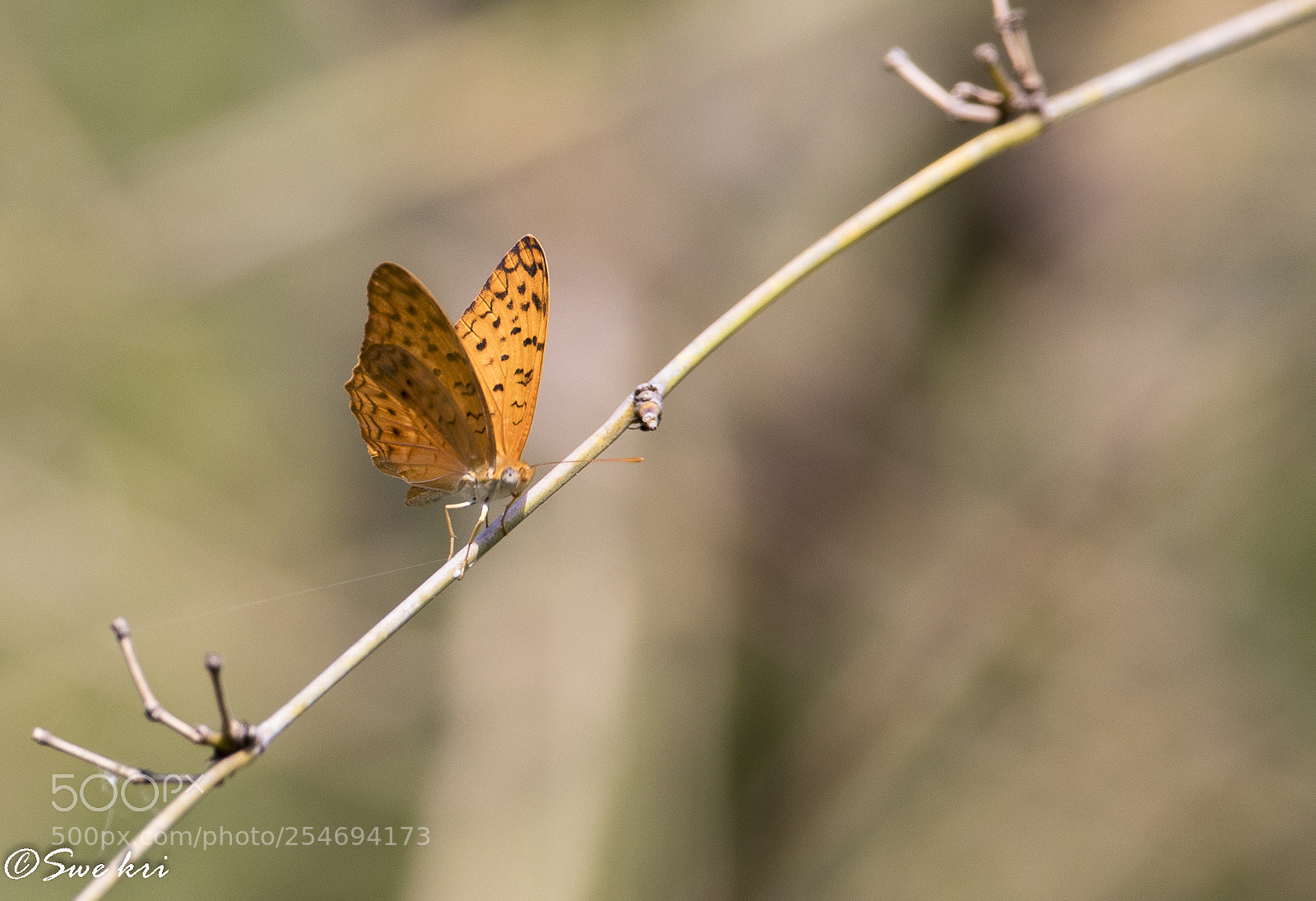Canon EOS 5D Mark IV sample photo. Phalanta phalantha, the common photography