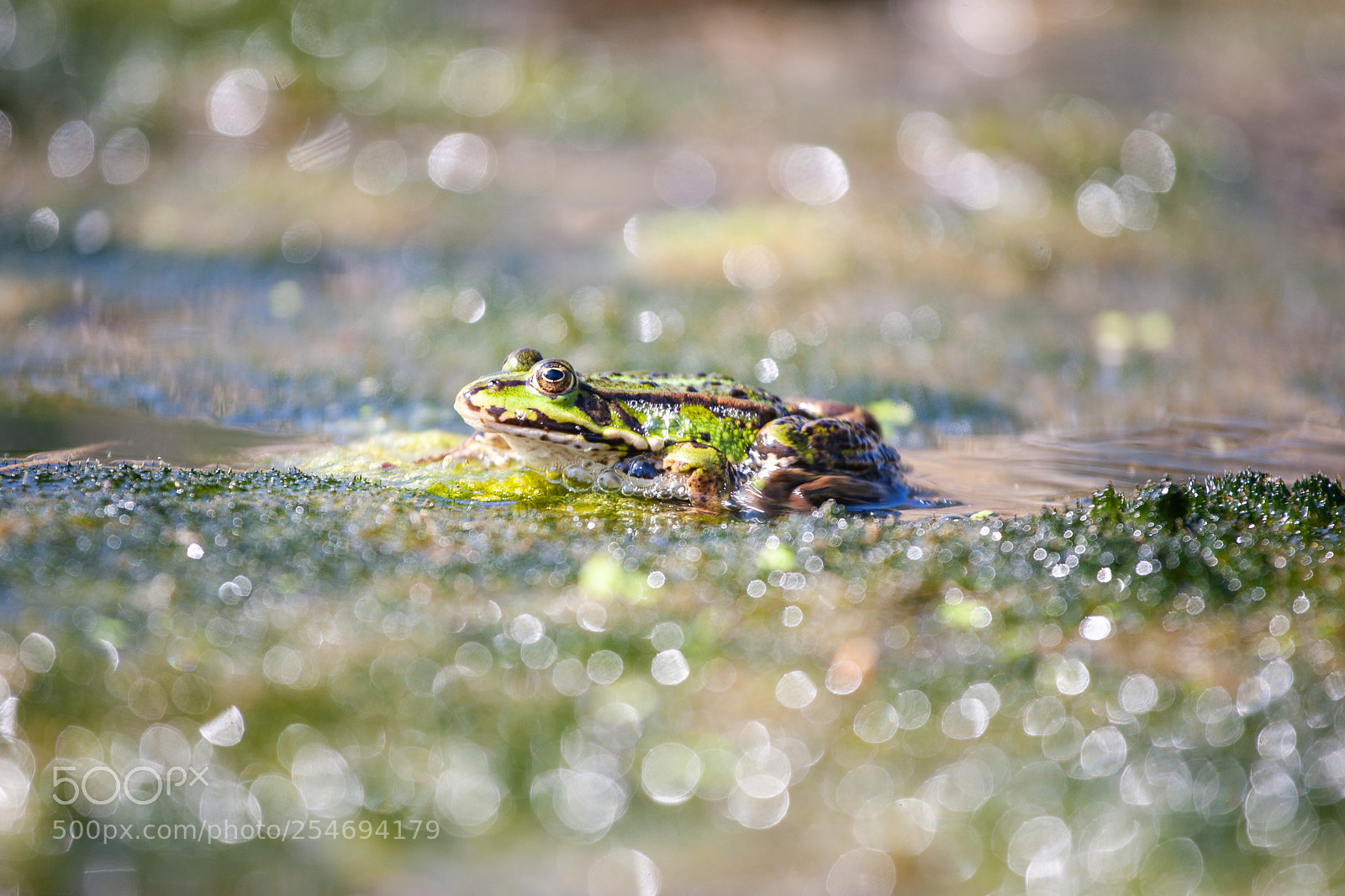 Canon EOS 5D sample photo. Frog photography