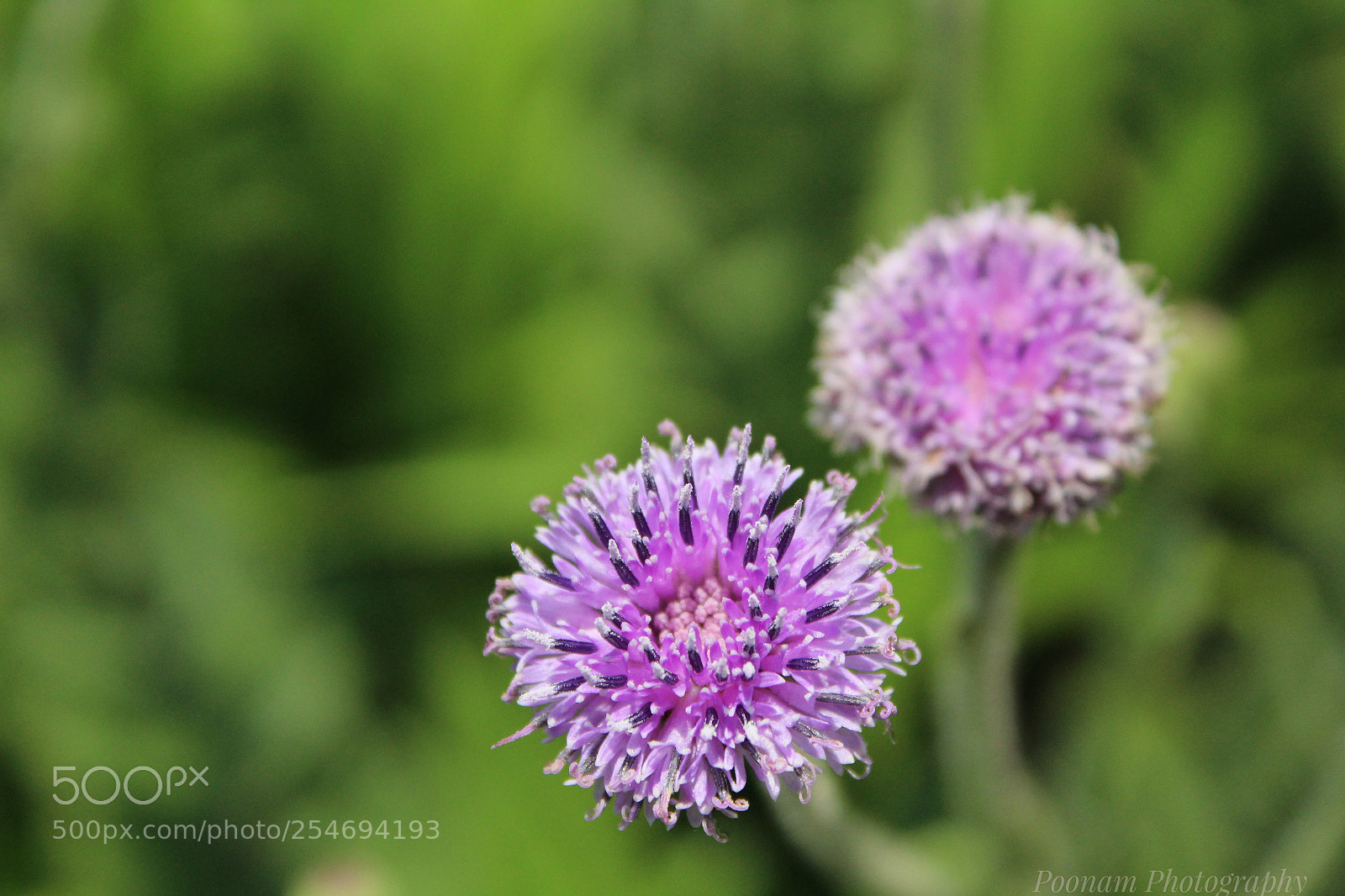 Canon EOS 1300D (EOS Rebel T6 / EOS Kiss X80) sample photo. Flower blossom photography