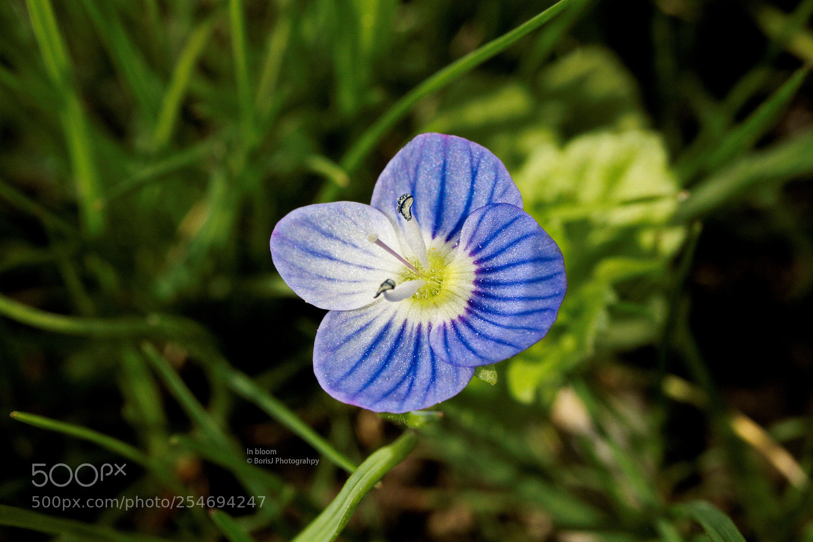 Canon EF-S 35mm F2.8 Macro IS STM sample photo. In bloom photography