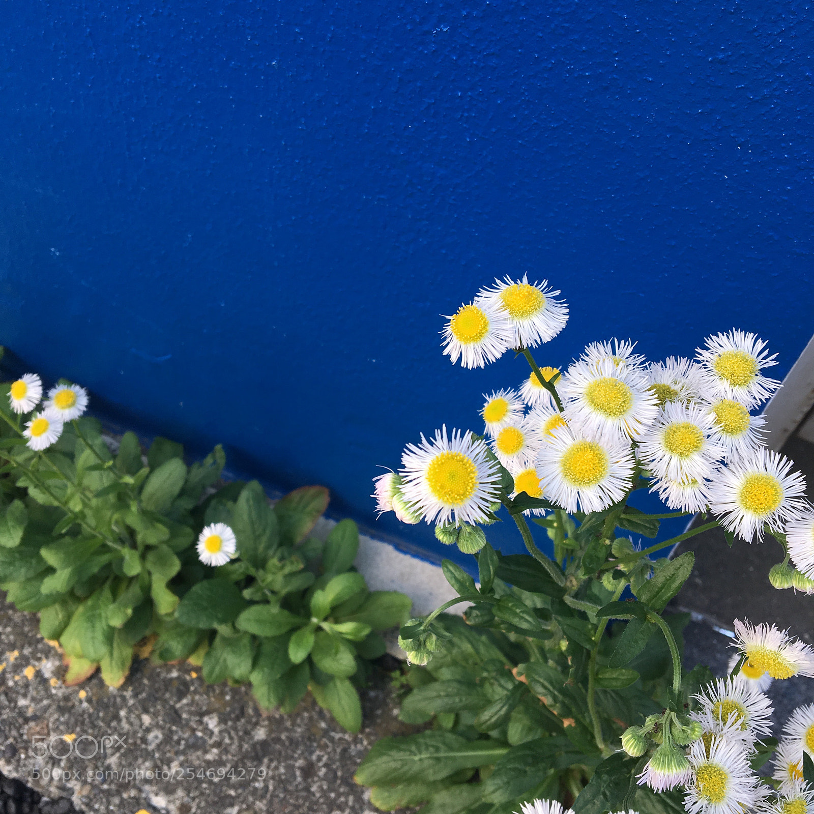 Apple iPhone 6s sample photo. Untitled photography