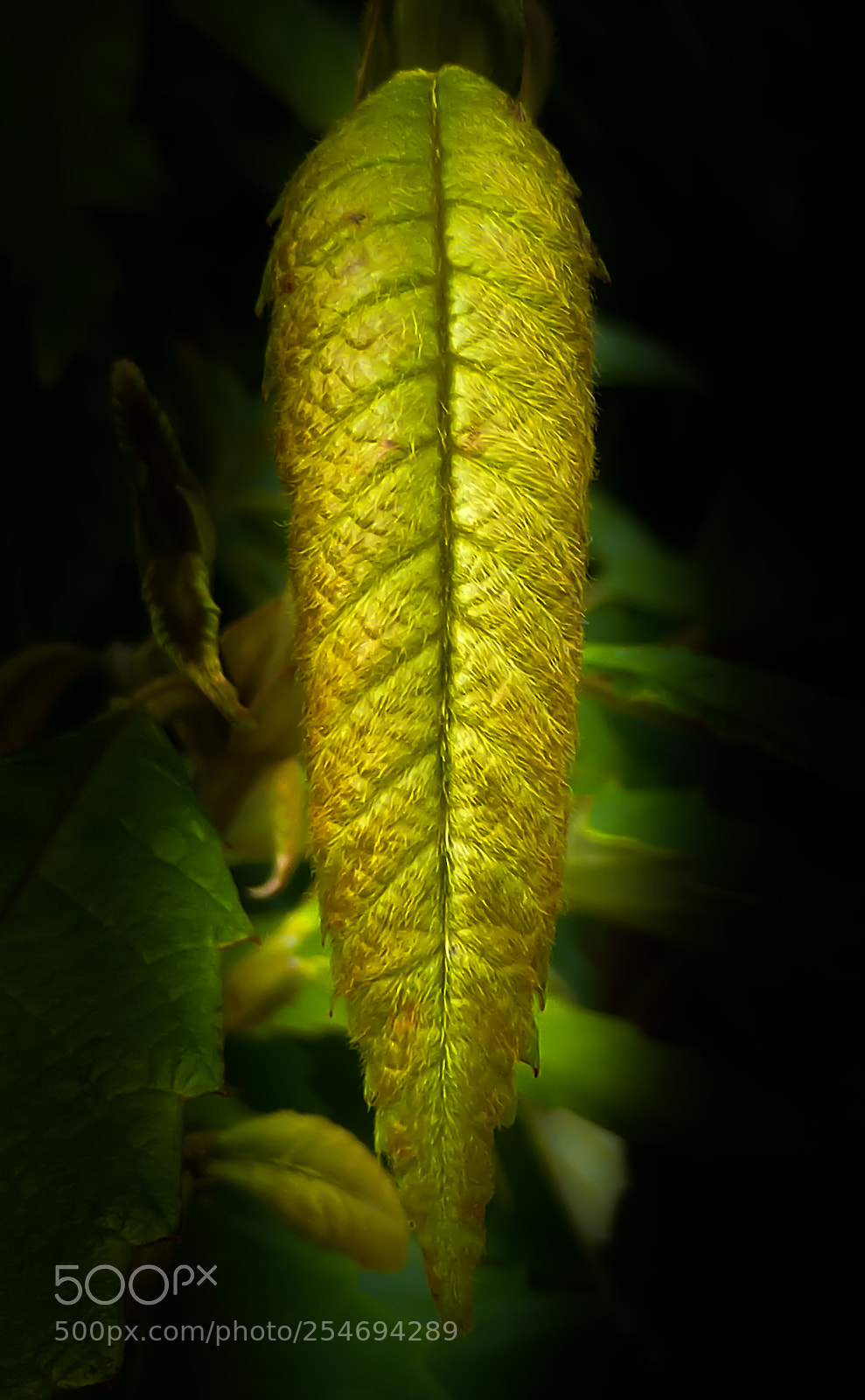 Panasonic Lumix DMC-ZS30 (Lumix DMC-TZ40) sample photo. Golden leaf 2 photography