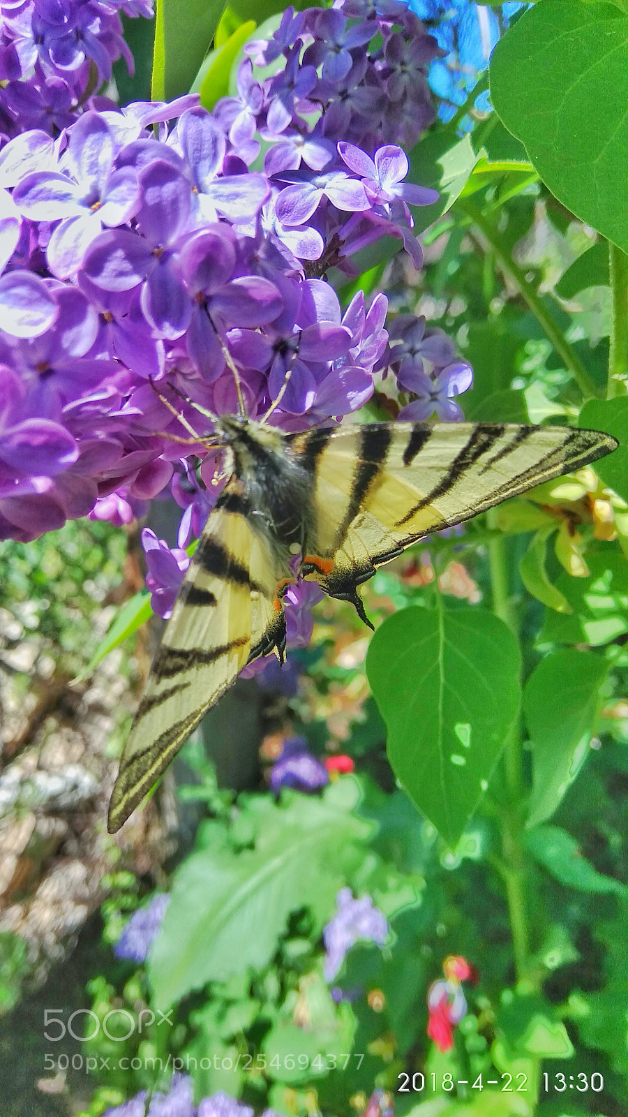 Xiaomi Redmi Note 4 sample photo. Untitled photography