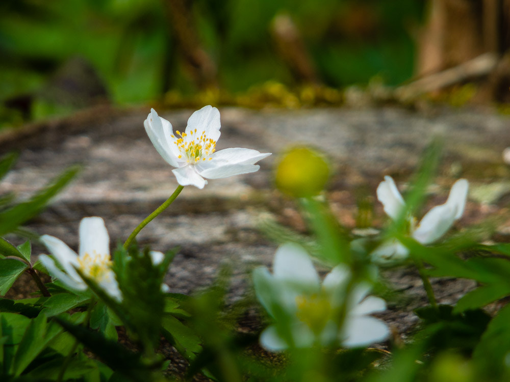 Fujifilm X-S1 sample photo. 20180414-142939-00039-sd-_dsf9951 photography