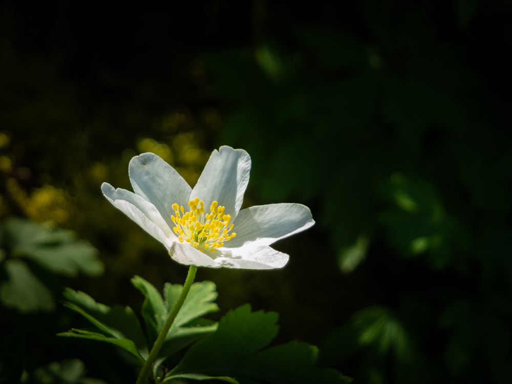 Fujifilm X-S1 sample photo. 20180414-145405-00095-sd-_dsf0035 photography