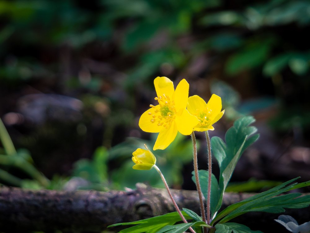 Fujifilm X-S1 sample photo. 20180414-150823-00111-sd-_dsf0051 photography