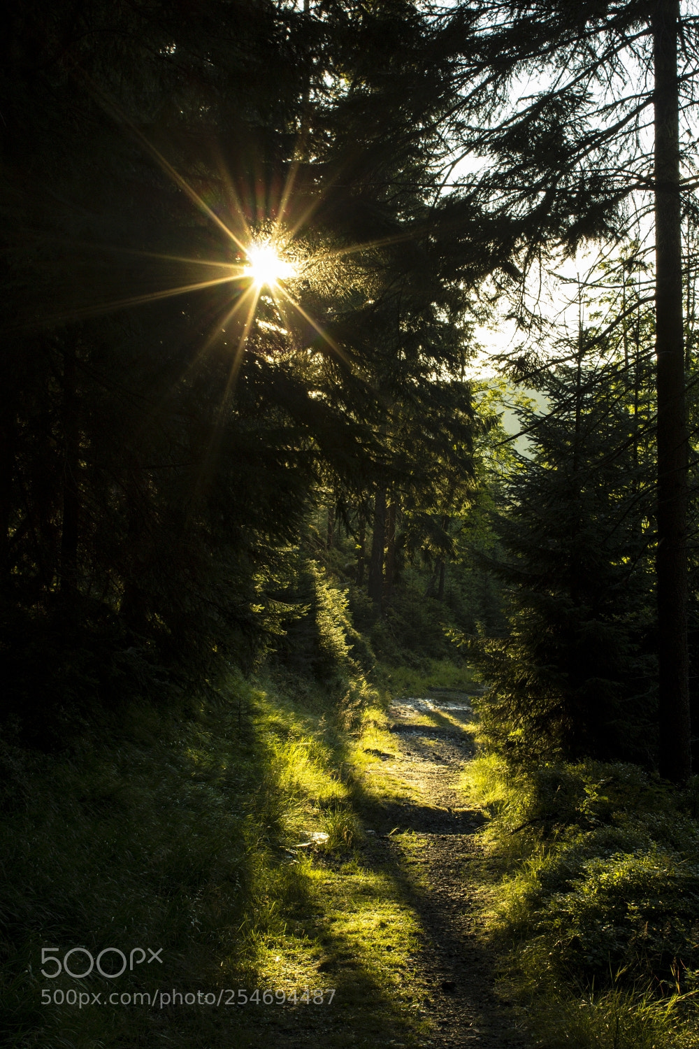 Canon EOS 600D (Rebel EOS T3i / EOS Kiss X5) sample photo. Forest path photography