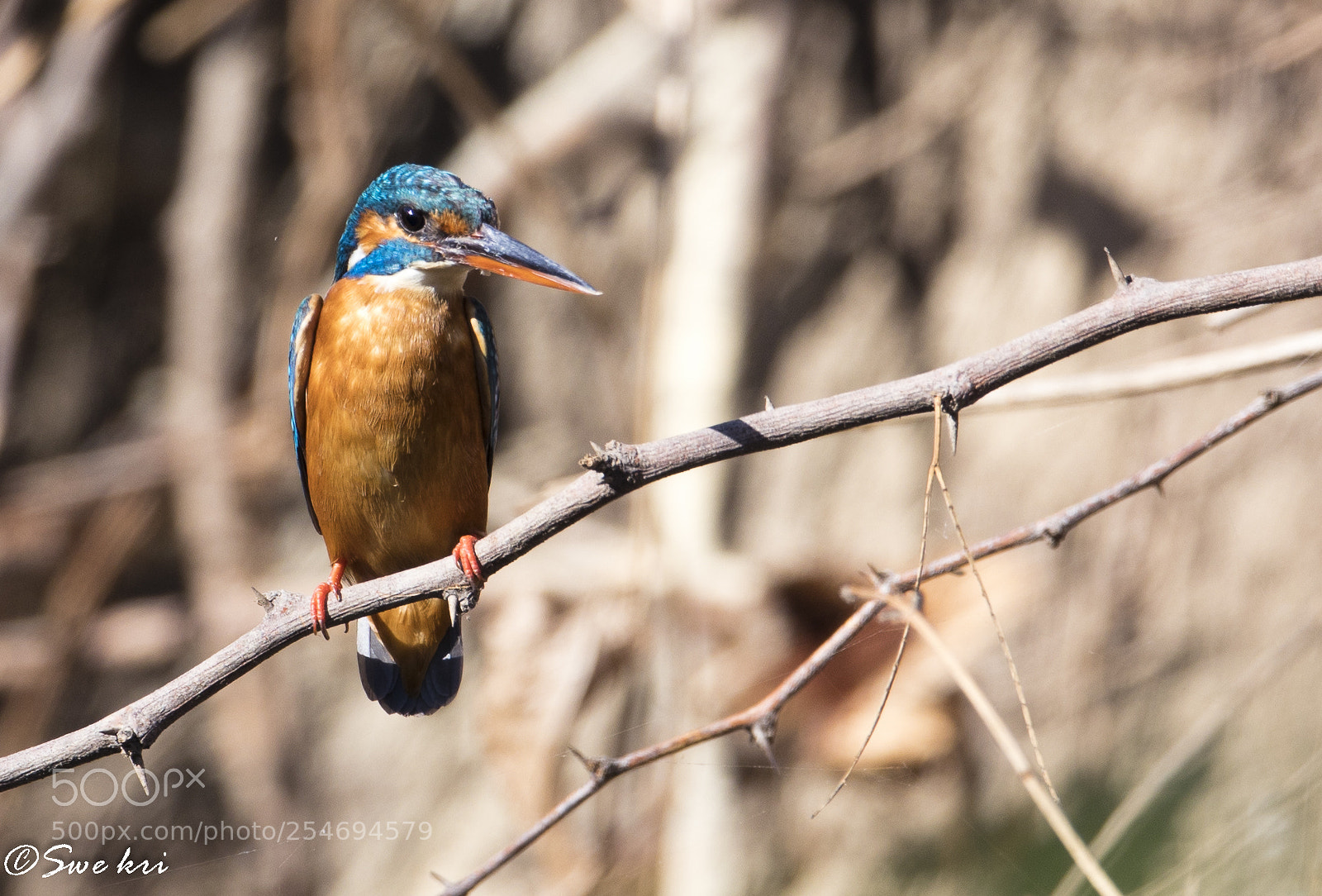 Canon EOS 80D sample photo. Common kingfisher photography