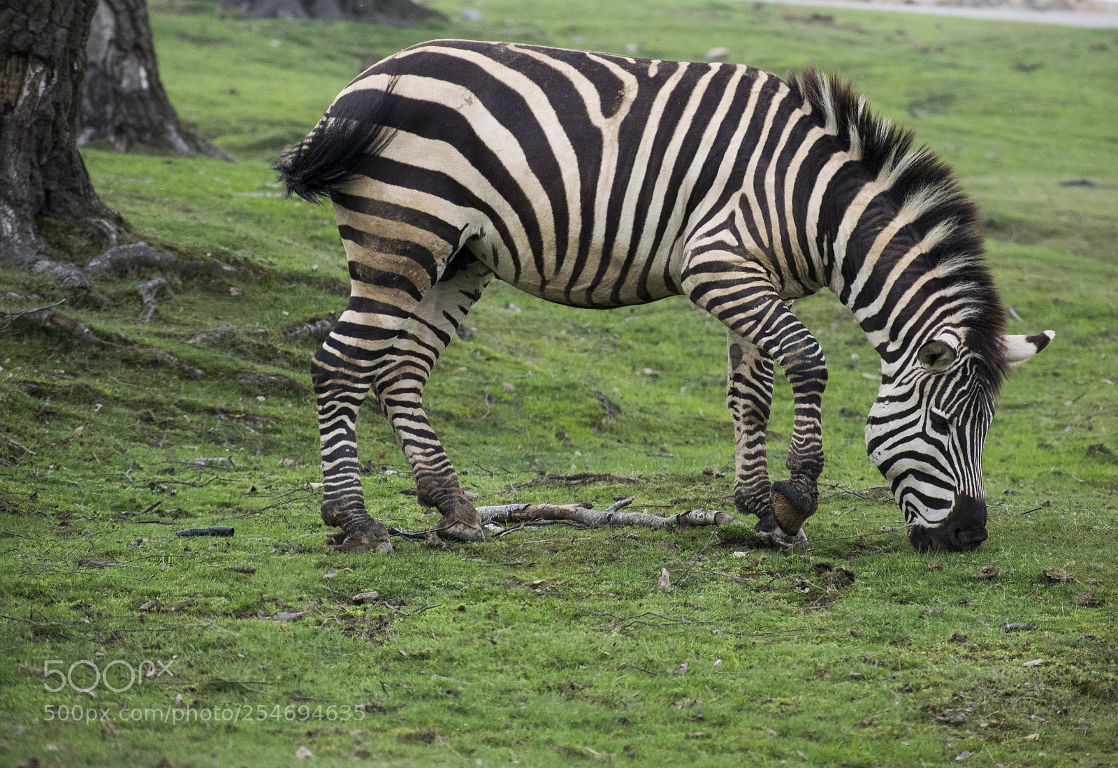 Nikon D3300 sample photo. Zebra photography