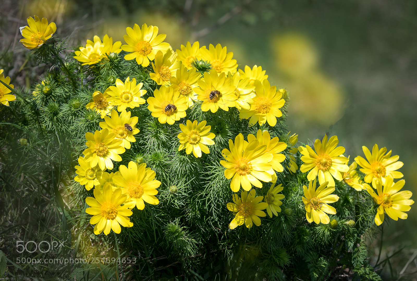 Nikon D500 sample photo. Wild flowers photography