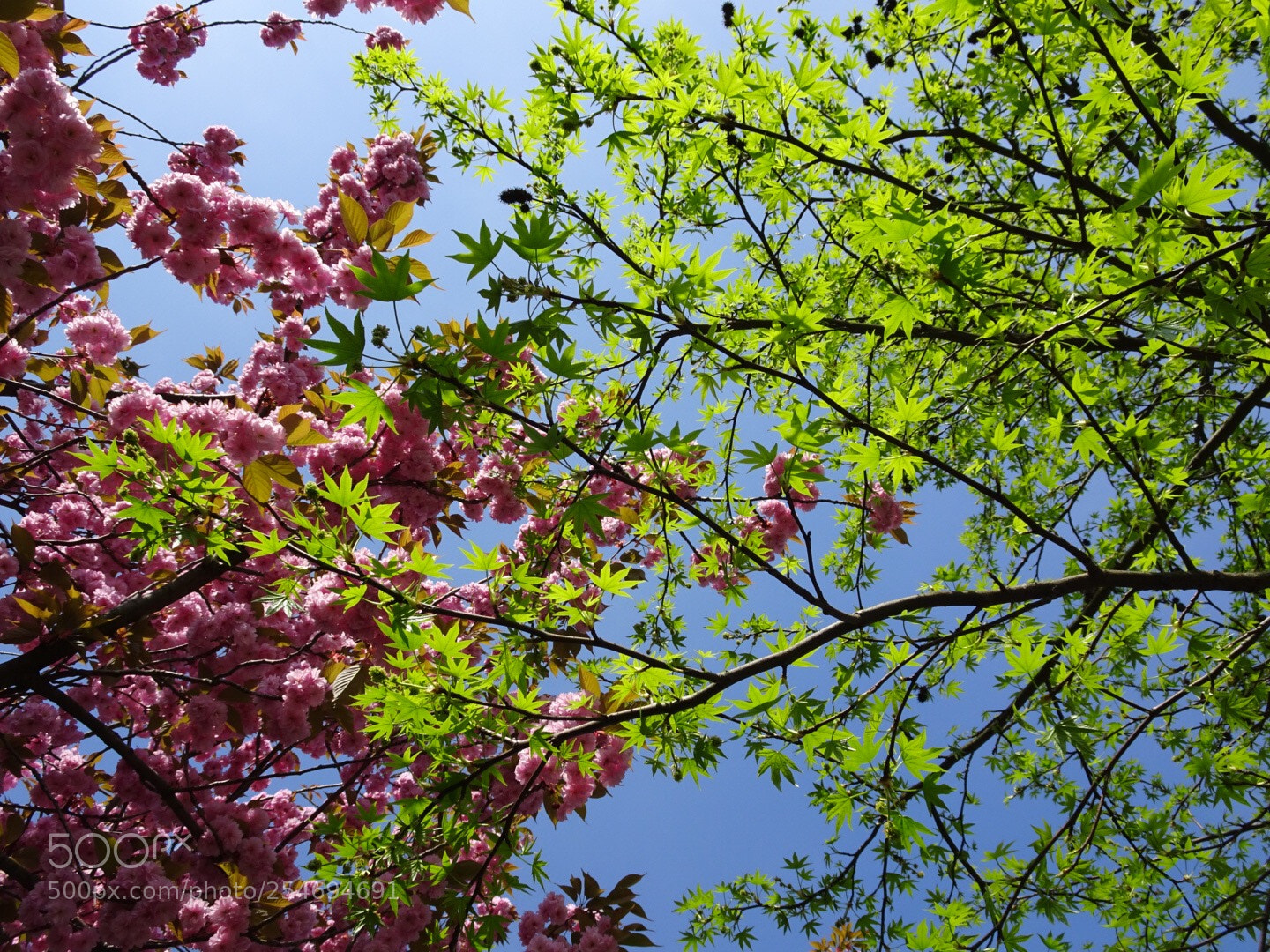 Sony DSC-HX90 sample photo. Spring blossom in kralingen photography