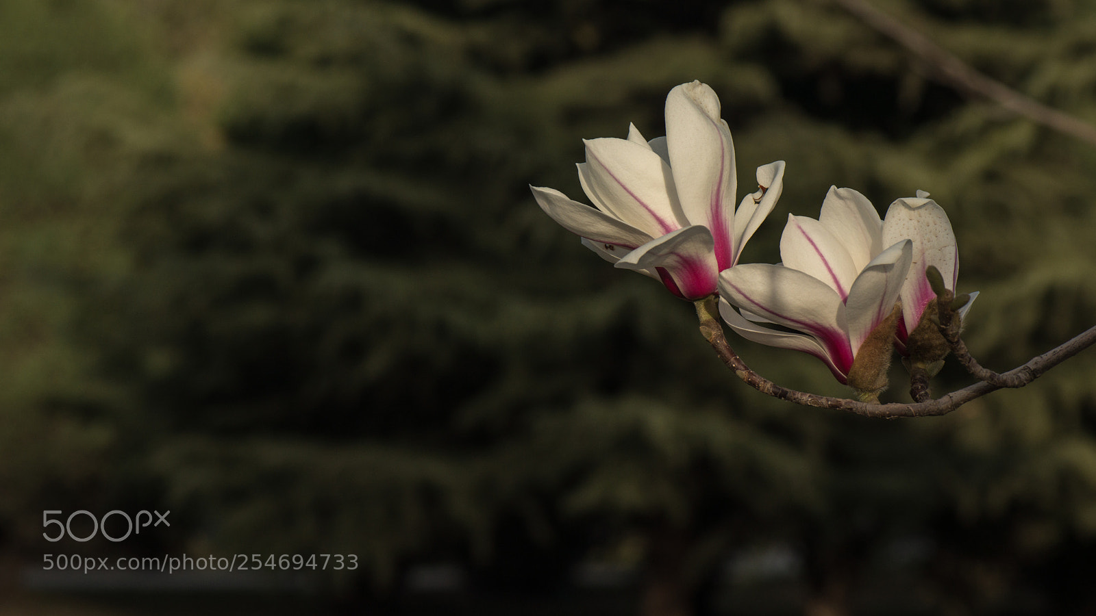 Nikon D800E sample photo. Magnolia photography