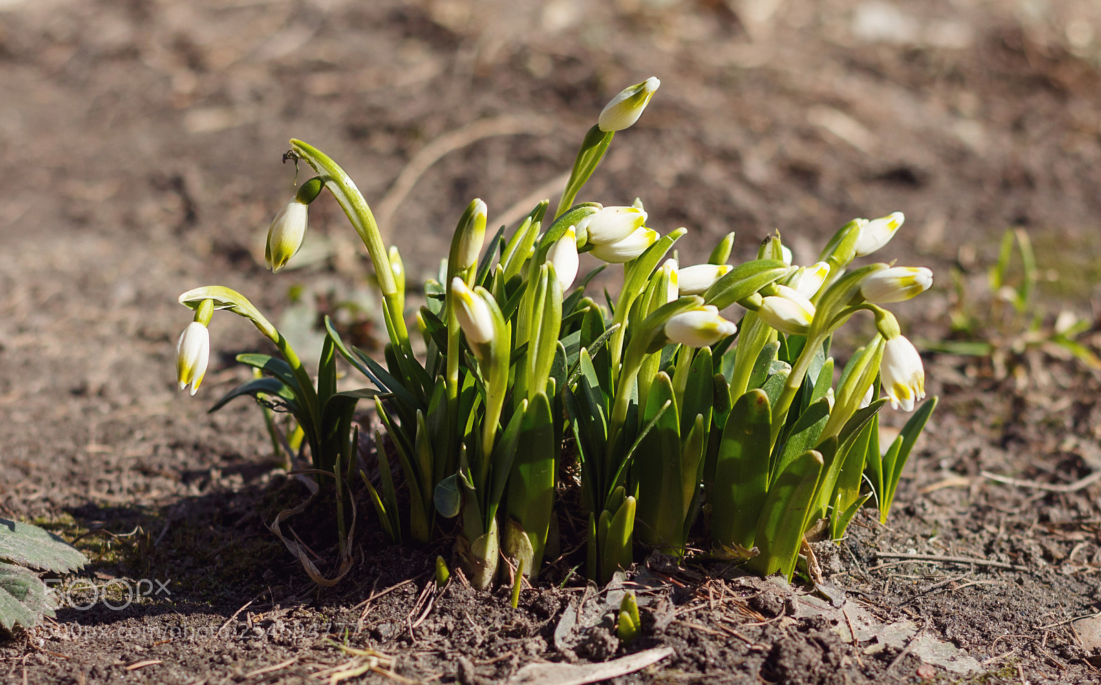 Canon EOS 700D (EOS Rebel T5i / EOS Kiss X7i) sample photo. Springtime photography