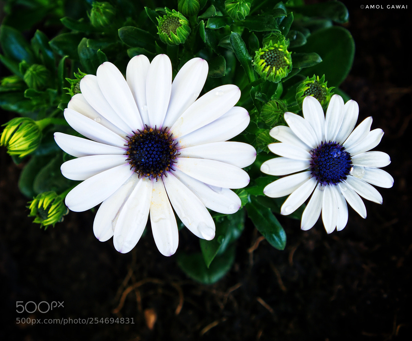 Sony a6000 sample photo. Spring is here... photography
