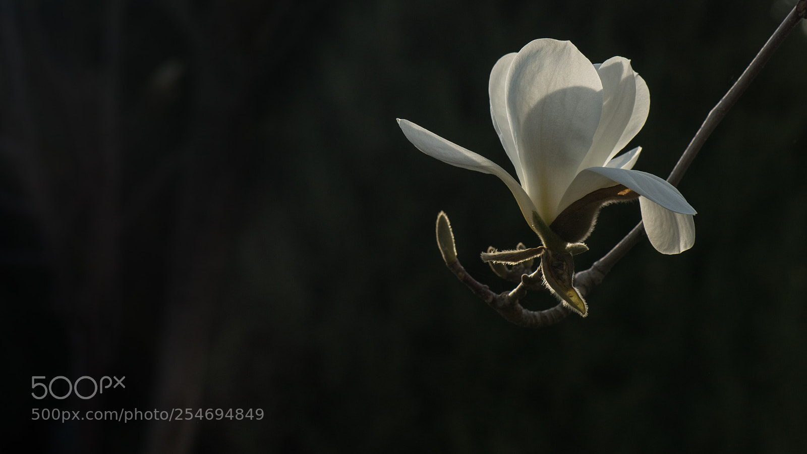 Nikon D800E sample photo. Magnolia photography