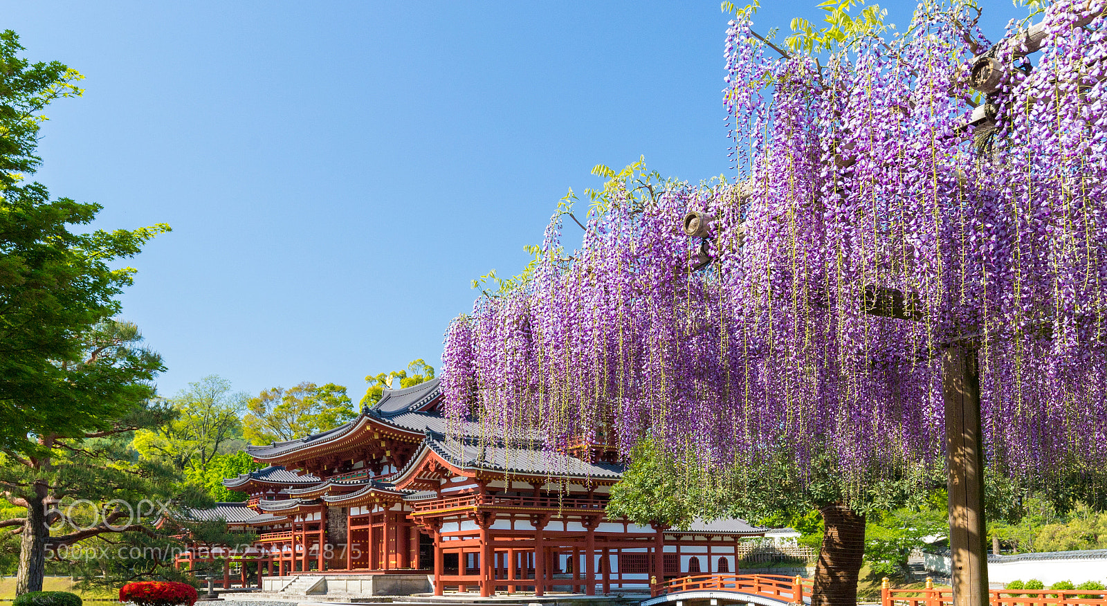 Canon EOS 6D Mark II sample photo. Wisteria×phoenixhall photography