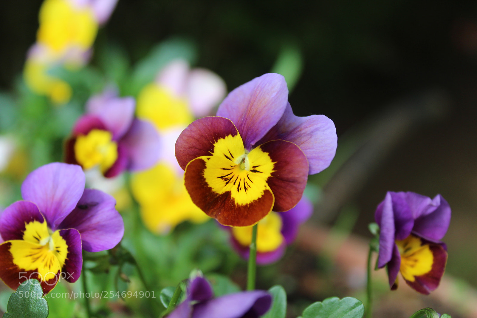 Canon EOS 1300D (EOS Rebel T6 / EOS Kiss X80) sample photo. Pens es violettes et photography