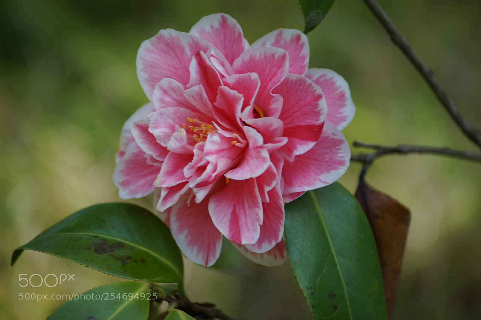 Sony a7 sample photo. The rhododendron is yellow. photography