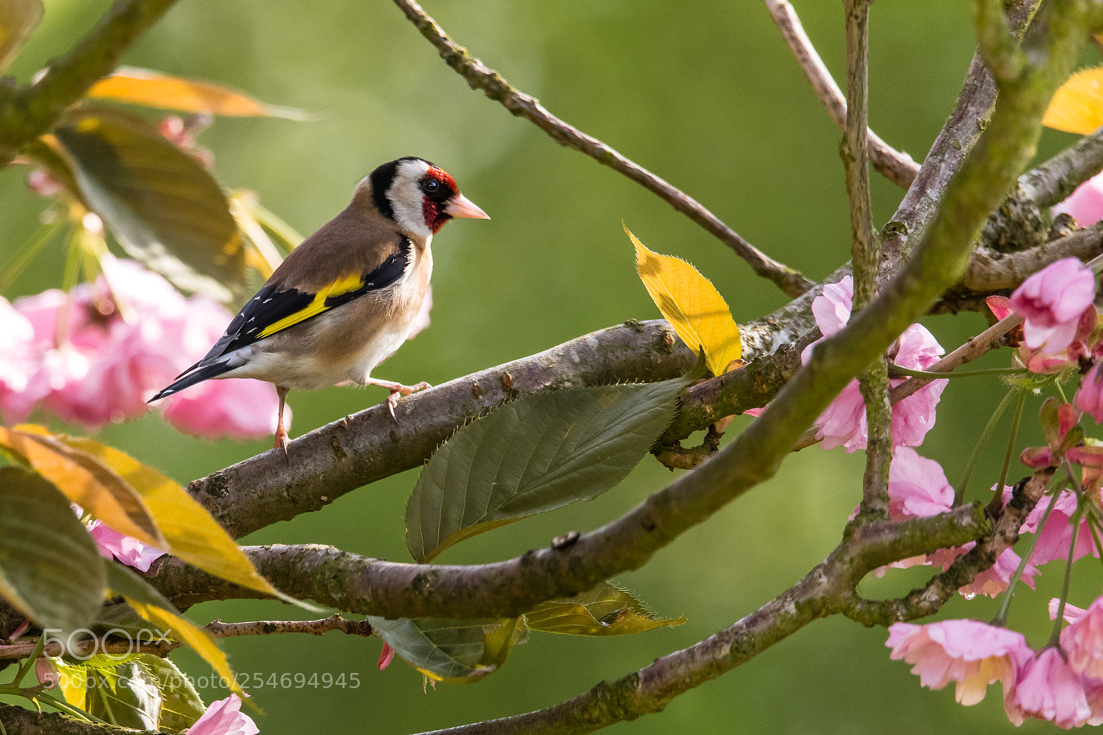 Nikon D850 sample photo. Spring finch photography