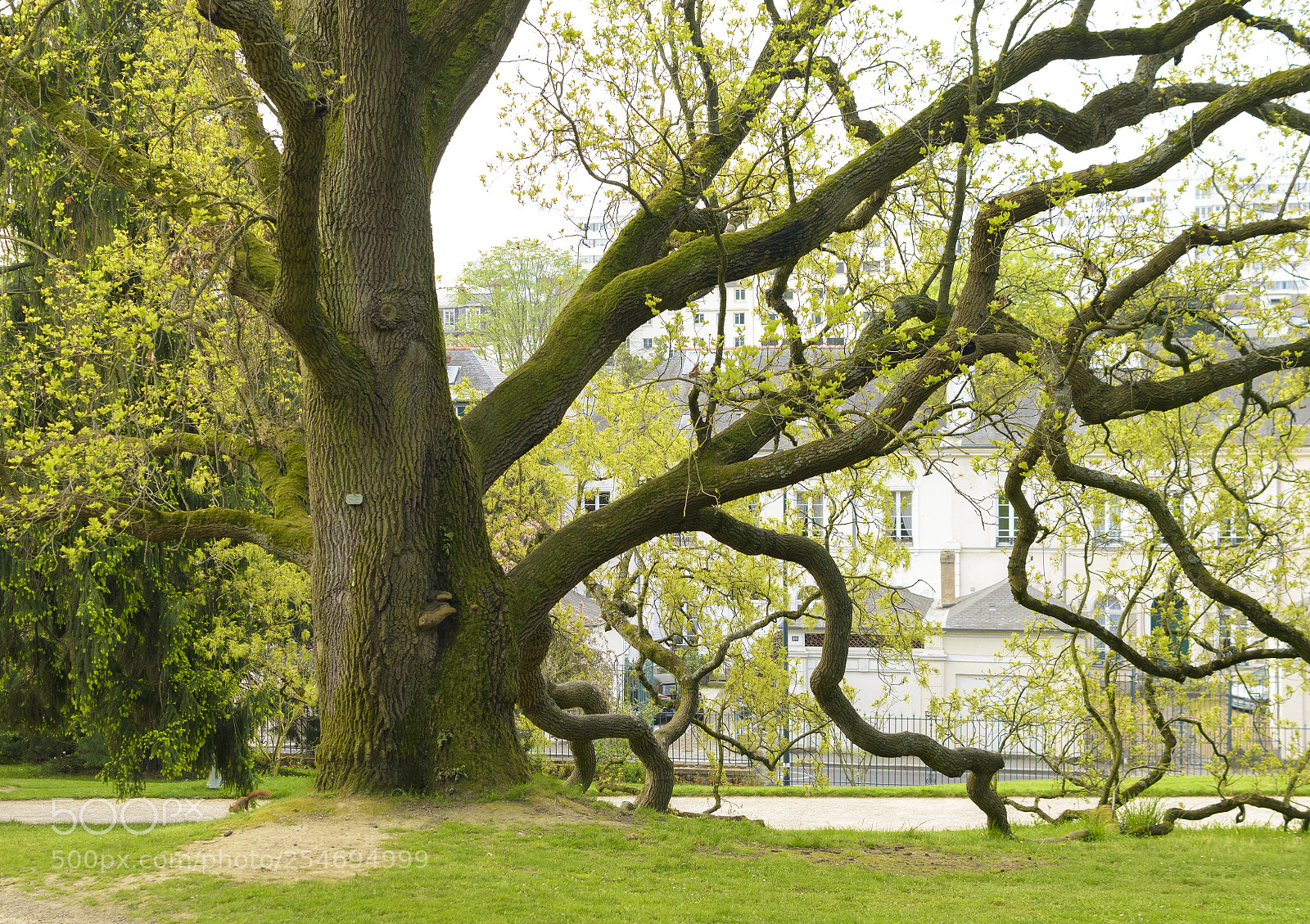 Nikon D5500 sample photo. Twisted tree photography