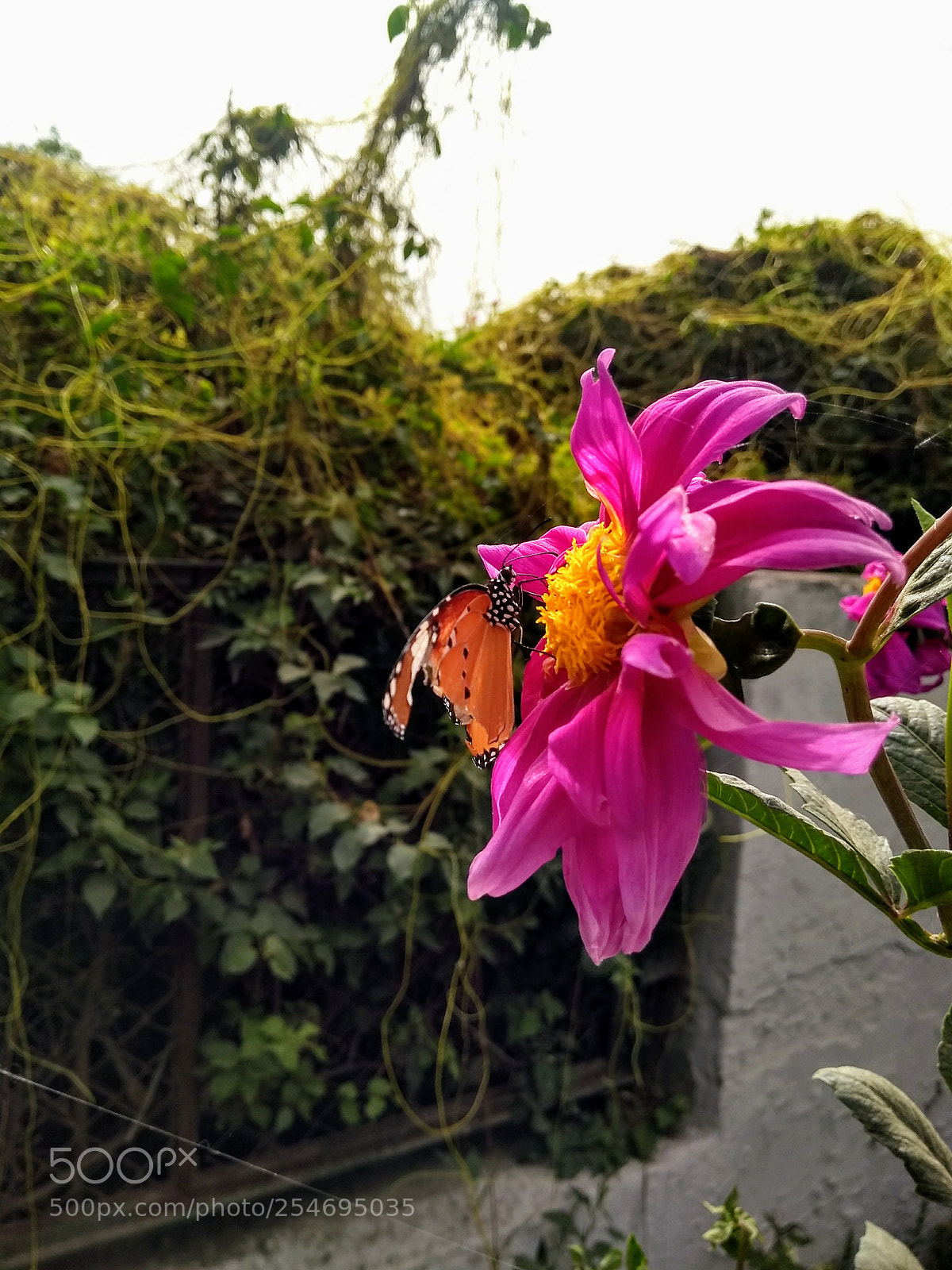 Motorola Moto G (5S) Plus sample photo. Golden monarch butterfly photography