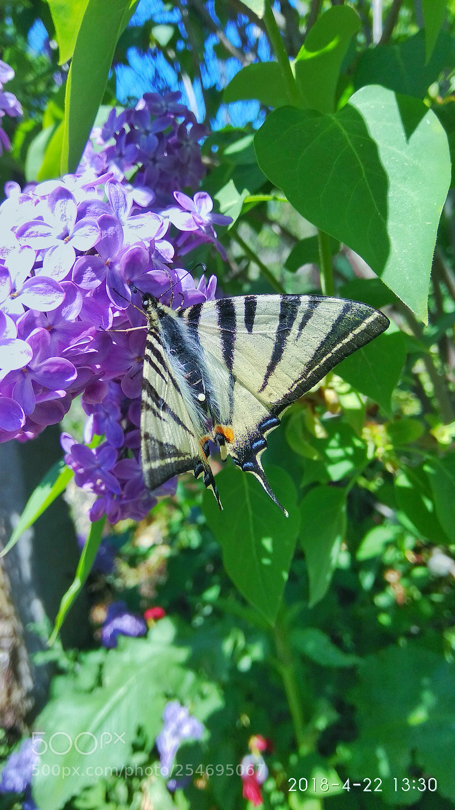Xiaomi Redmi Note 4 sample photo. Untitled photography