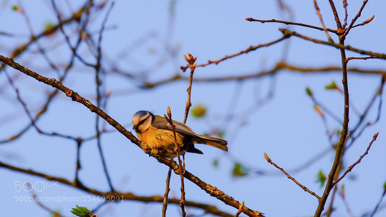 Fujifilm X-E3 sample photo. Great tit.... photography