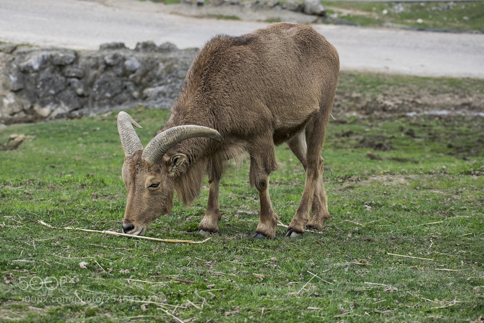 Nikon D3300 sample photo. Goat photography